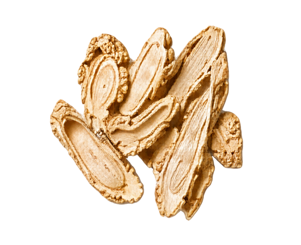 Angelica root