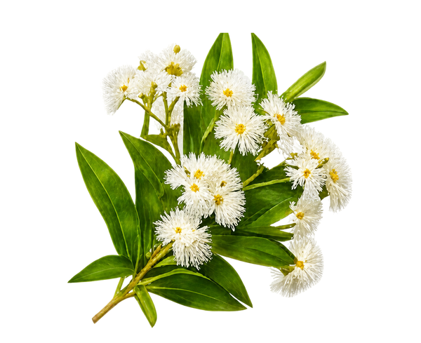 Cinnamon Myrtle