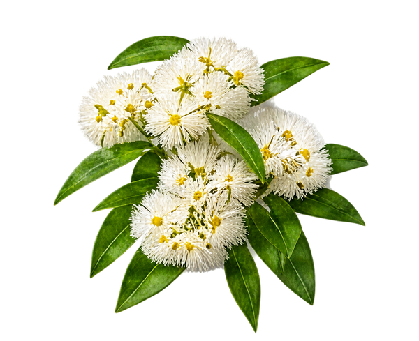 Lemon Myrtle