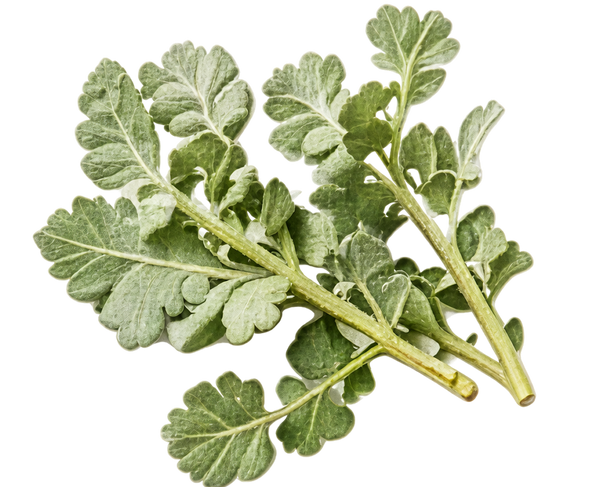 Saltbush