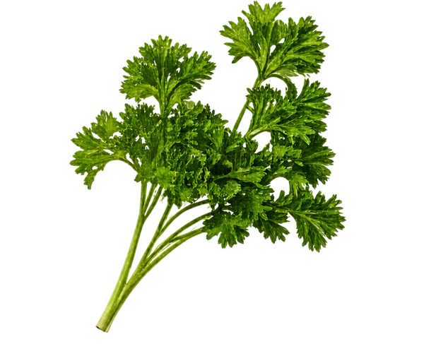 Sea Parsley