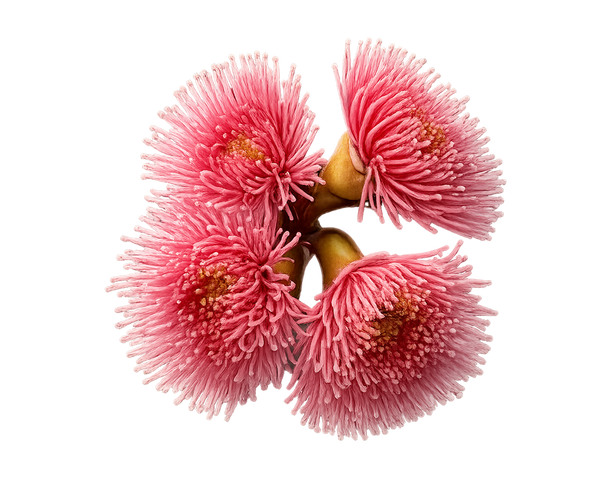 Strawberry Gum