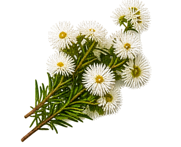 White Kunzea